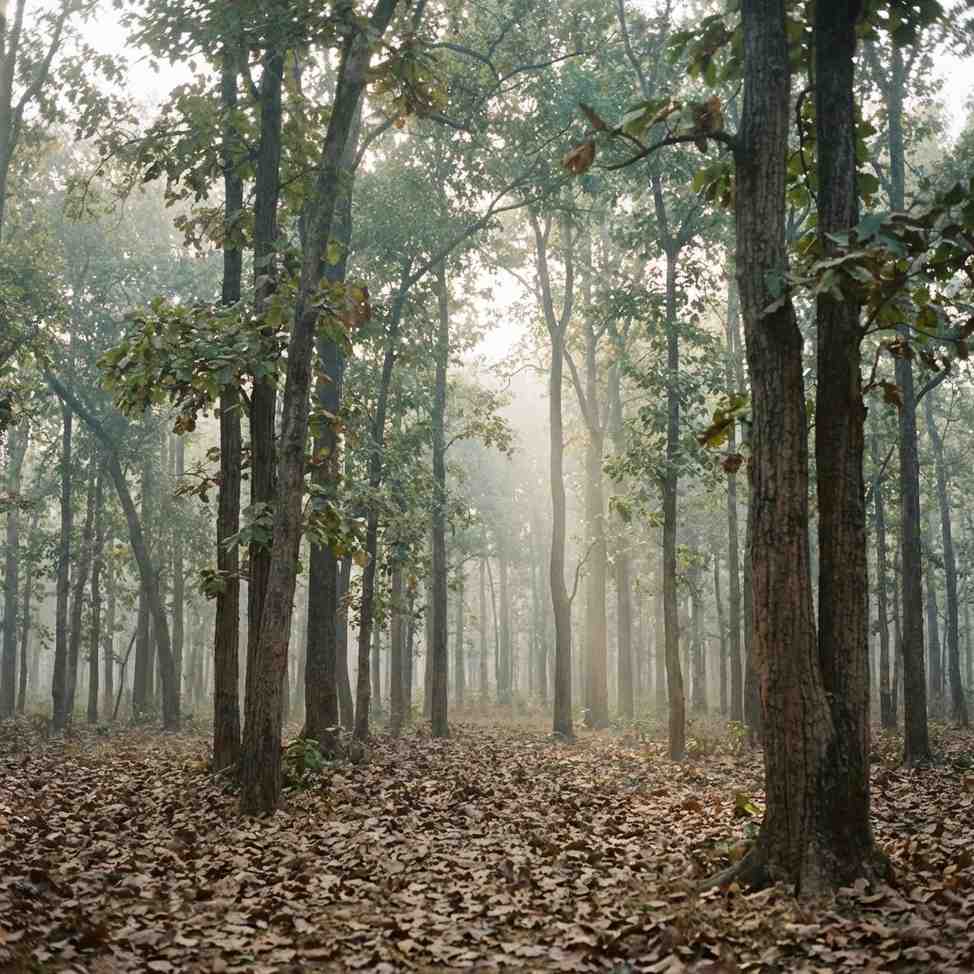 Central India Heritage & Wilderness Odyssey