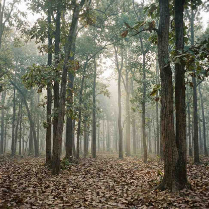 Central India Heritage & Wilderness Odyssey