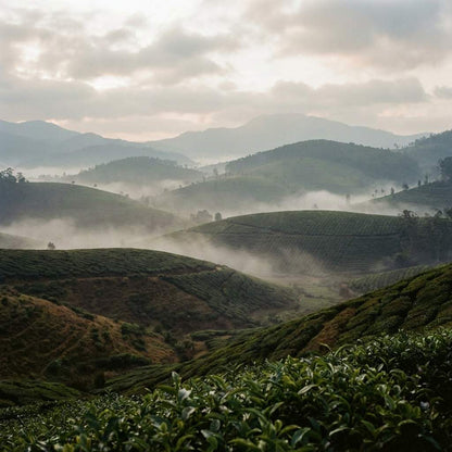 Kerala Backwaters & Hills Escape