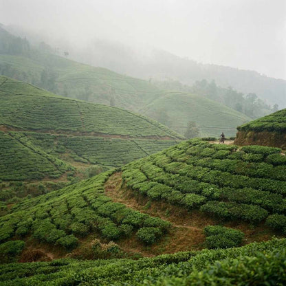 Sikkim Cycling Tour