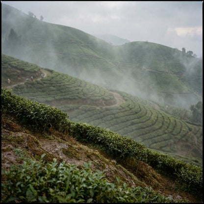 Eastern Himalaya Discovery: Sikkim & Darjeeling