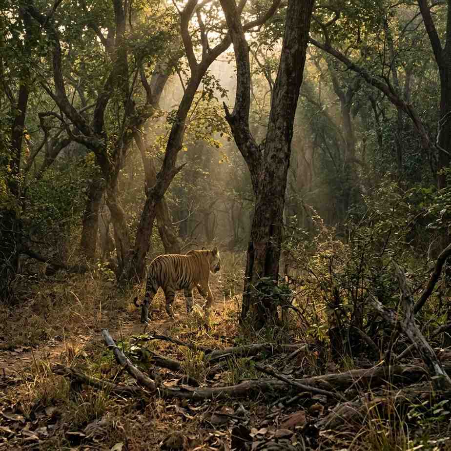 Golden Triangle with Tiger Safari