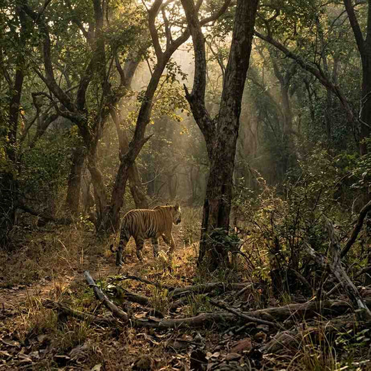 Golden Triangle with Tiger Safari