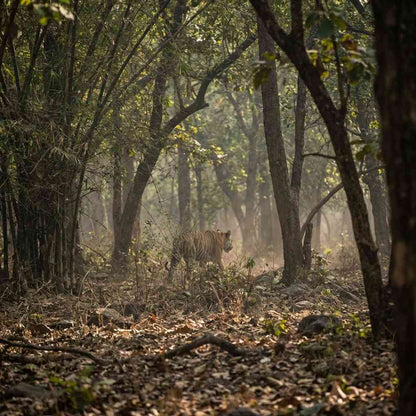 Central India Tiger Trail: Pench, Kanha & Bandhavgarh Safari
