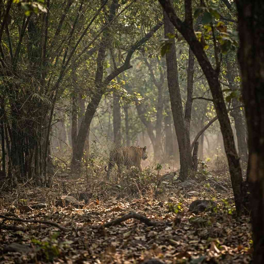 Central India Tiger Trail: Pench, Kanha & Bandhavgarh Safari
