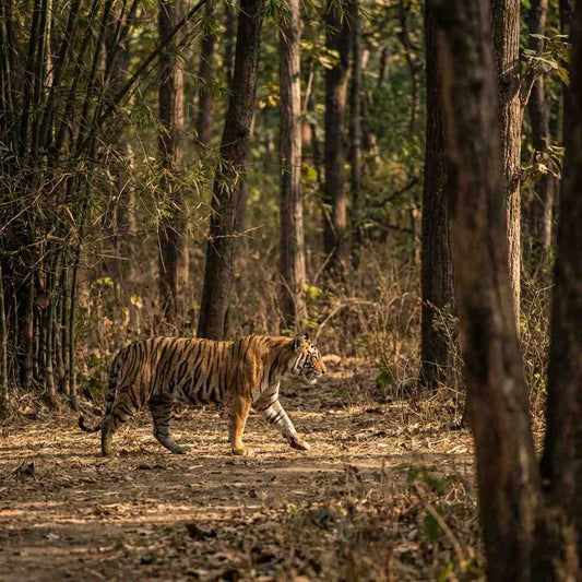 Central India Heritage & Wilderness Odyssey